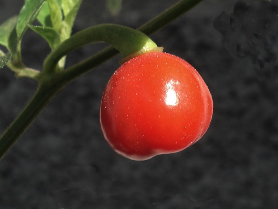 tomate