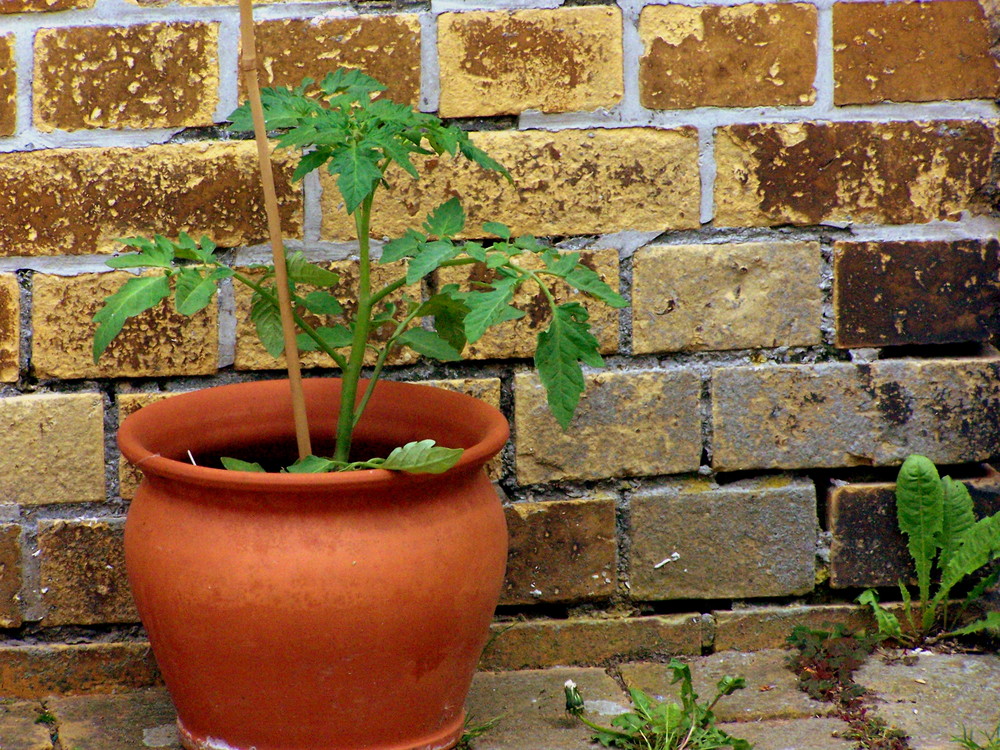 Tomate von Dani Reichel