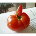 Tomate, Buch und Rezept