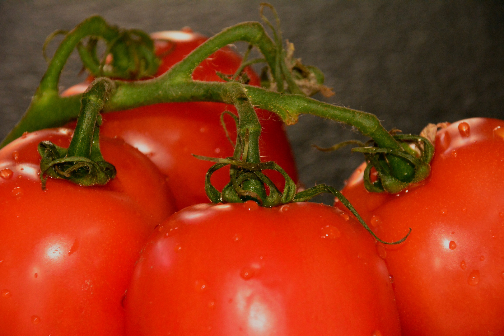 Tomate, die Erste