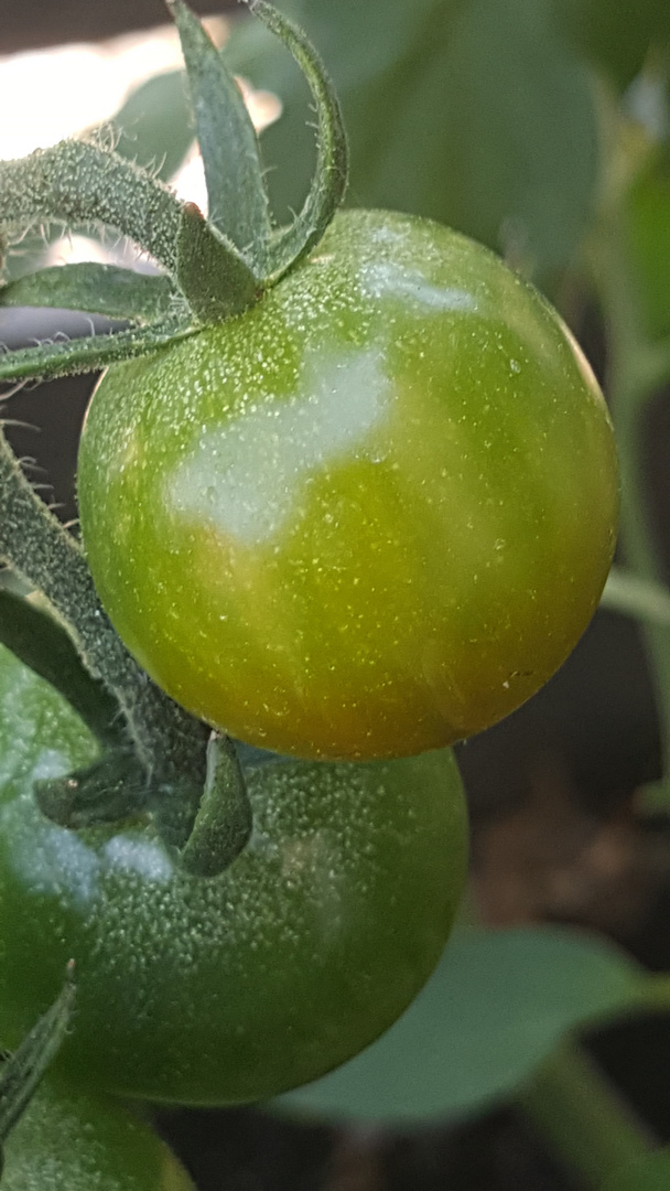 Tomate du jardin