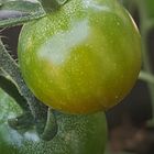 Tomate du jardin