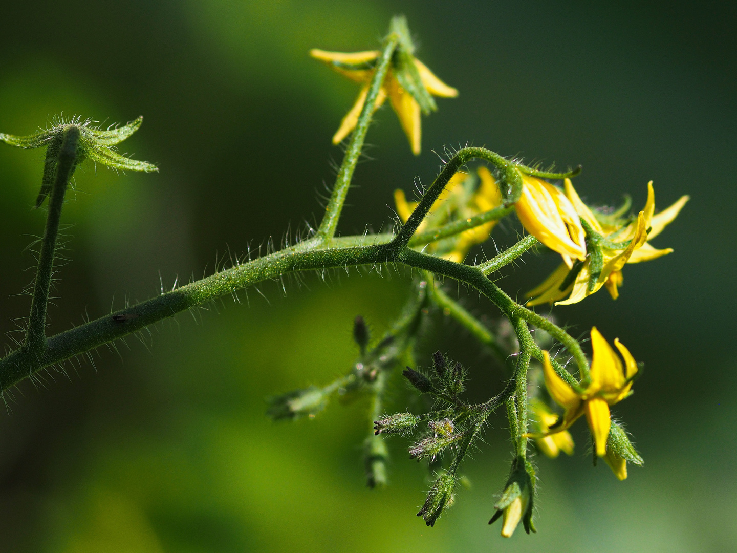 Tomate im Gegenlicht