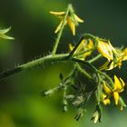 Tomate im Gegenlicht