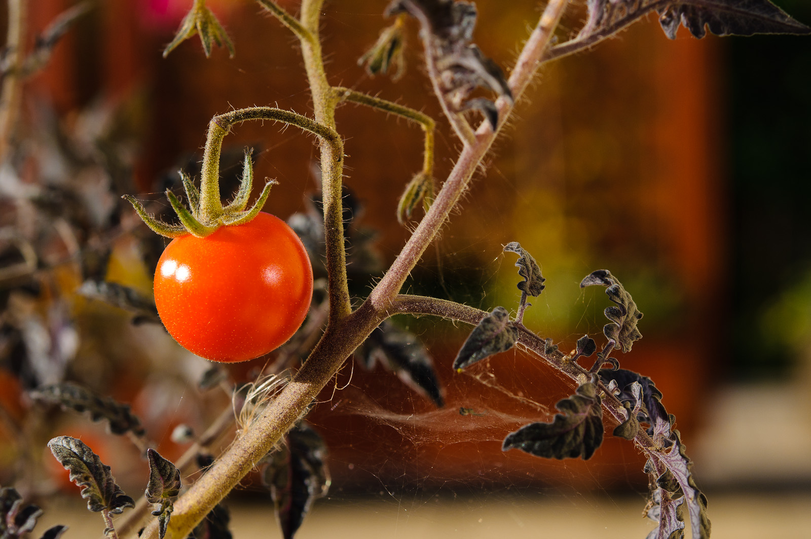 Tomate im Herbst