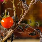 Tomate im Herbst