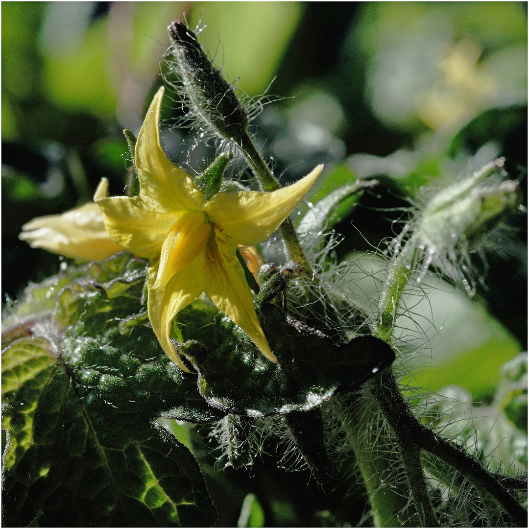 Tomate in ihrer Blütezeit