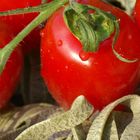 Tomate mit Bandnudel