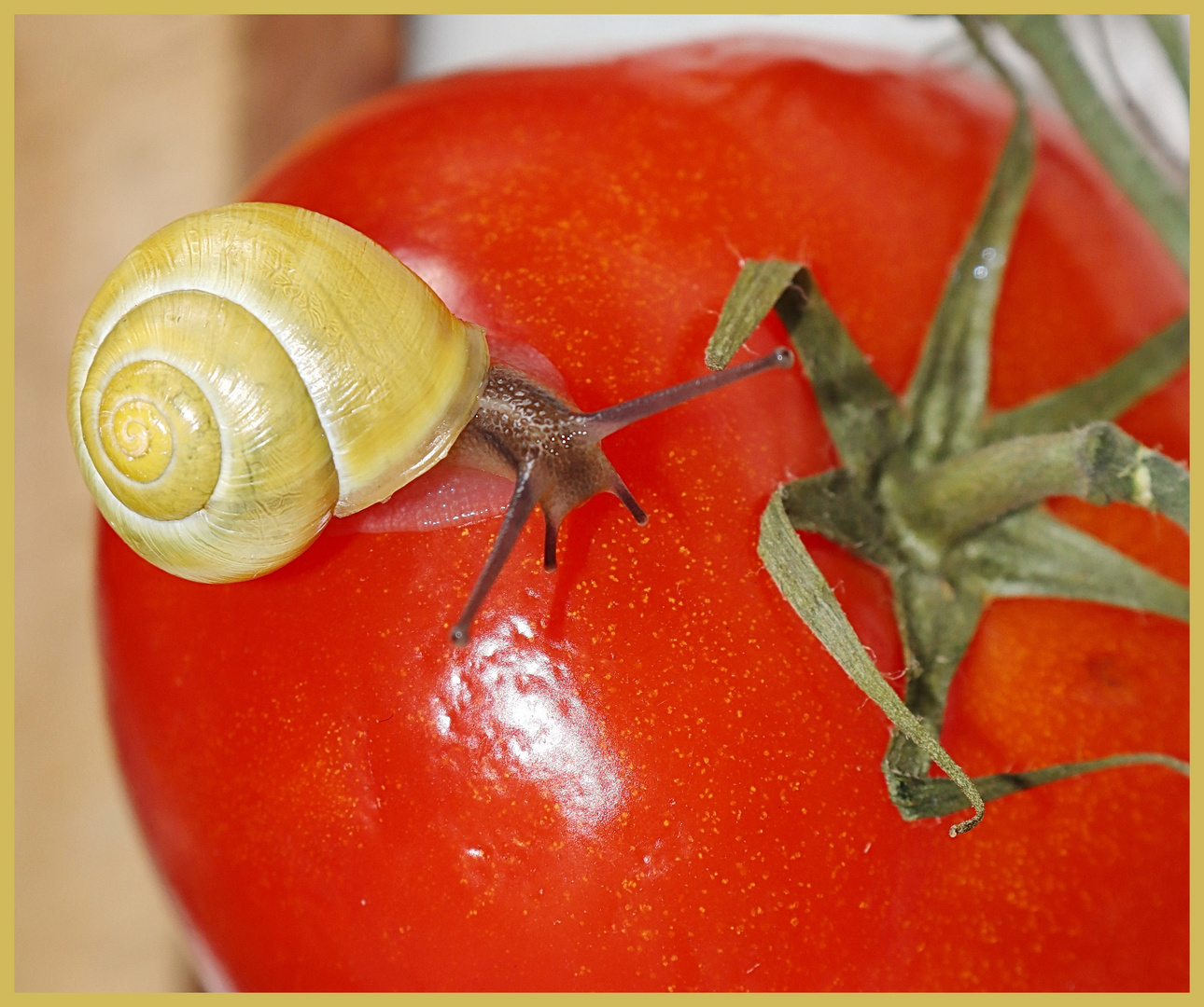 Tomate mit Besuch