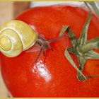 Tomate mit Besuch