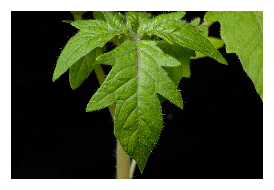 Tomate ohne rot