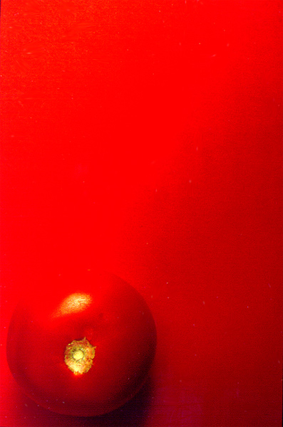 Tomate, rot