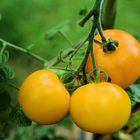 Tomate rundfruchtig, gelb