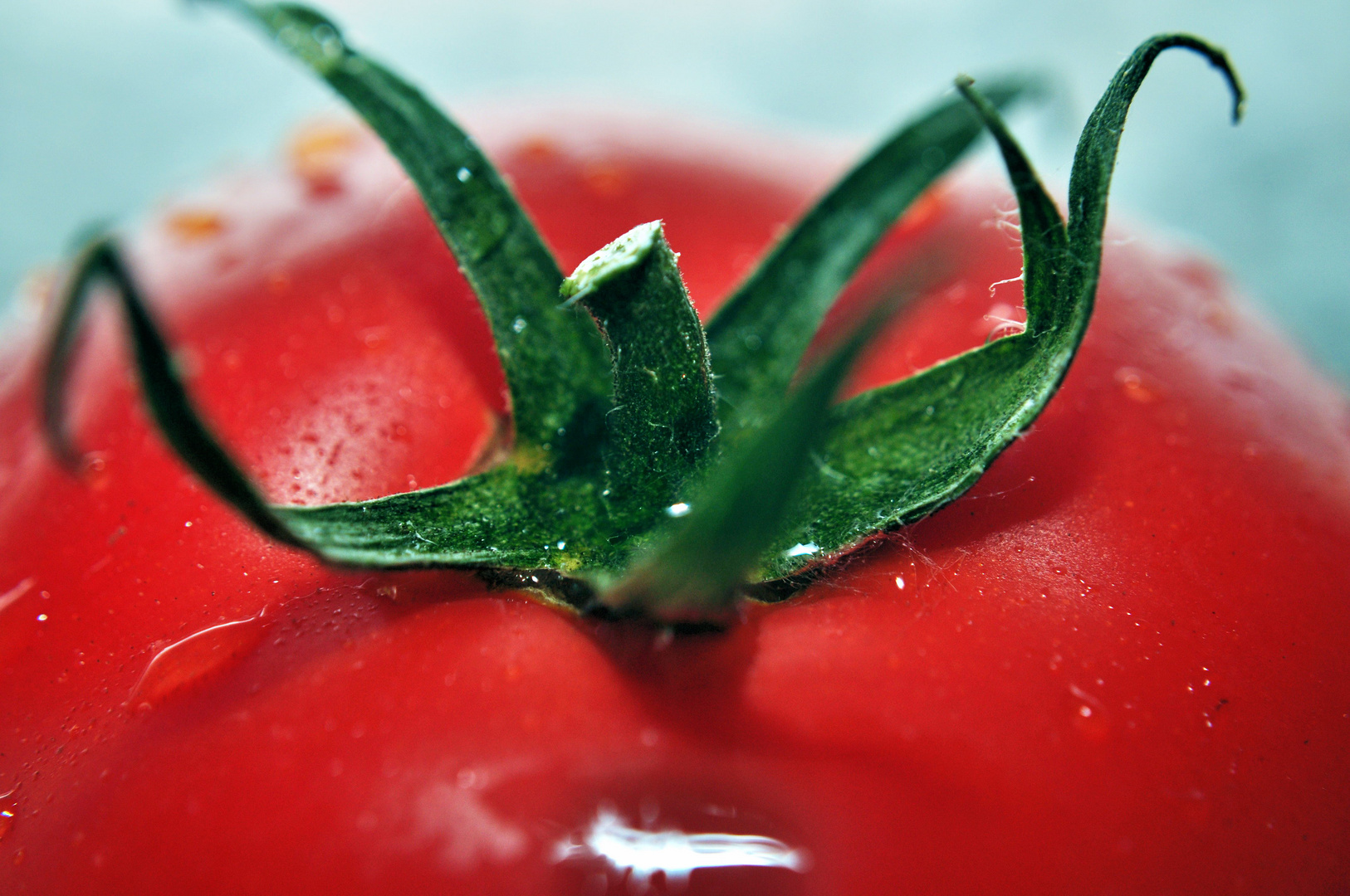 Tomate unter die Lupe genommen