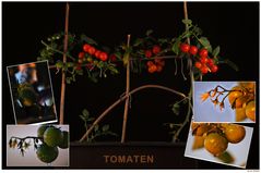 Tomaten