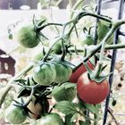 Tomaten