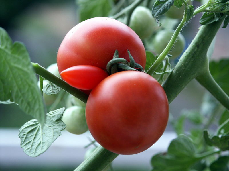 Tomaten