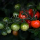 Tomaten