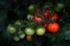 Tomaten