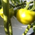 Tomaten