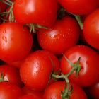 Tomaten