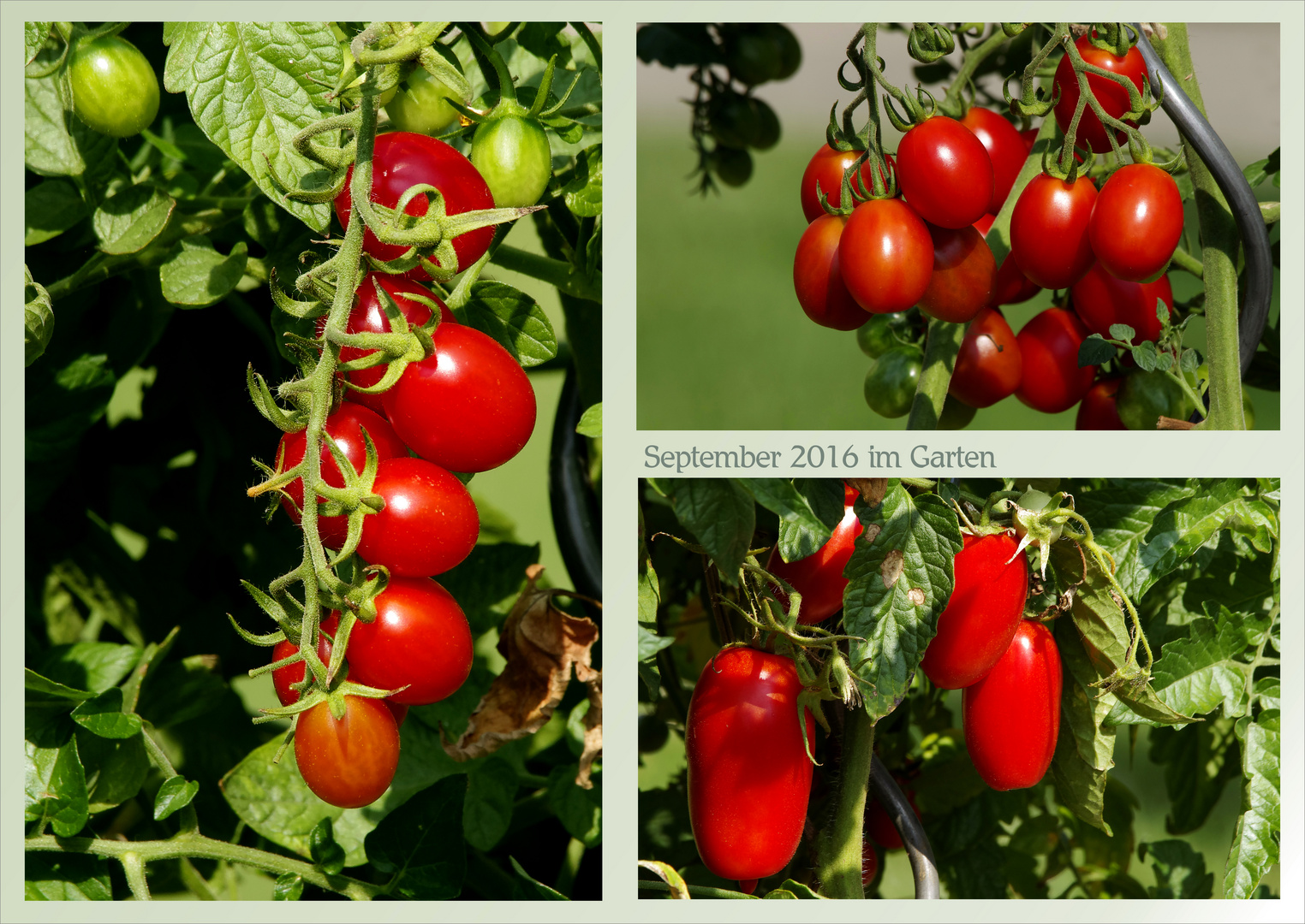 Tomaten 2016