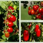 Tomaten 2016