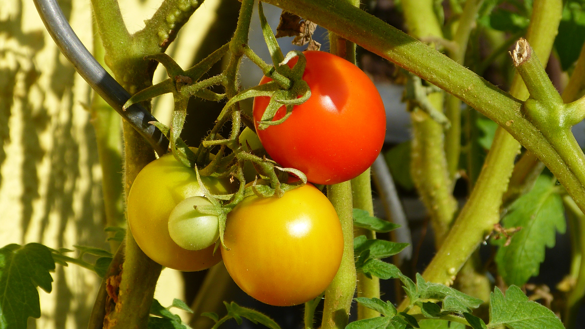 Tomaten