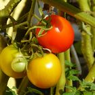 Tomaten