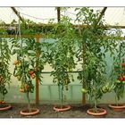 Tomaten