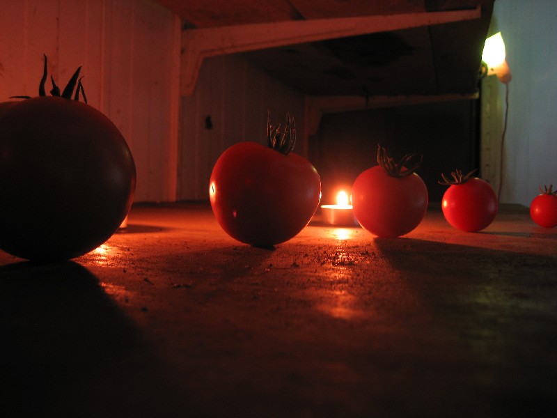 Tomaten