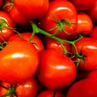 Tomaten