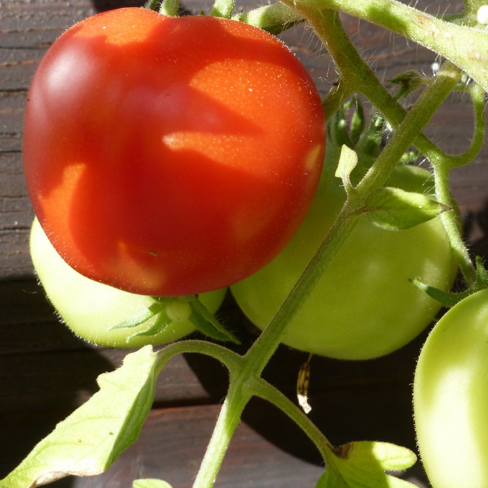 Tomaten