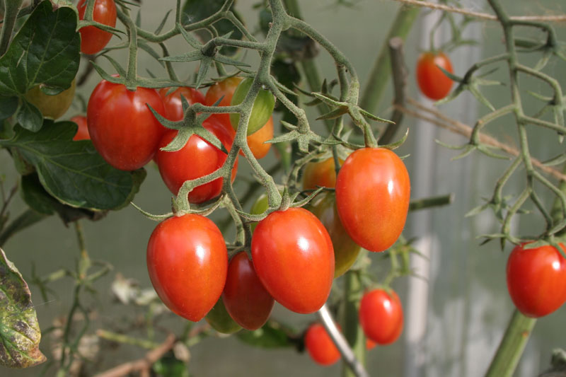 Tomaten