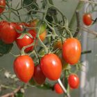 Tomaten