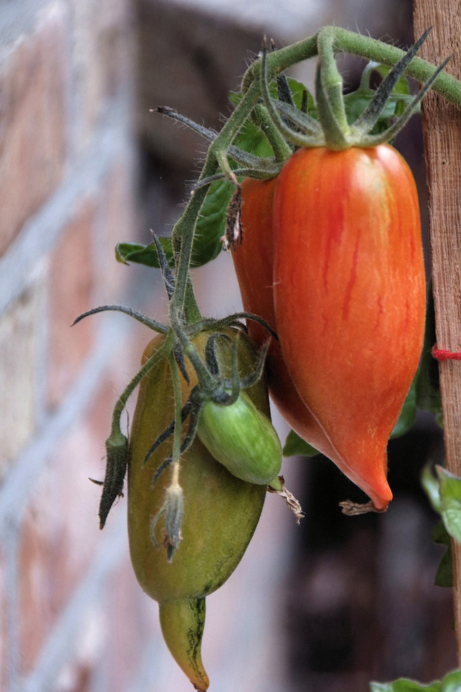 Tomaten