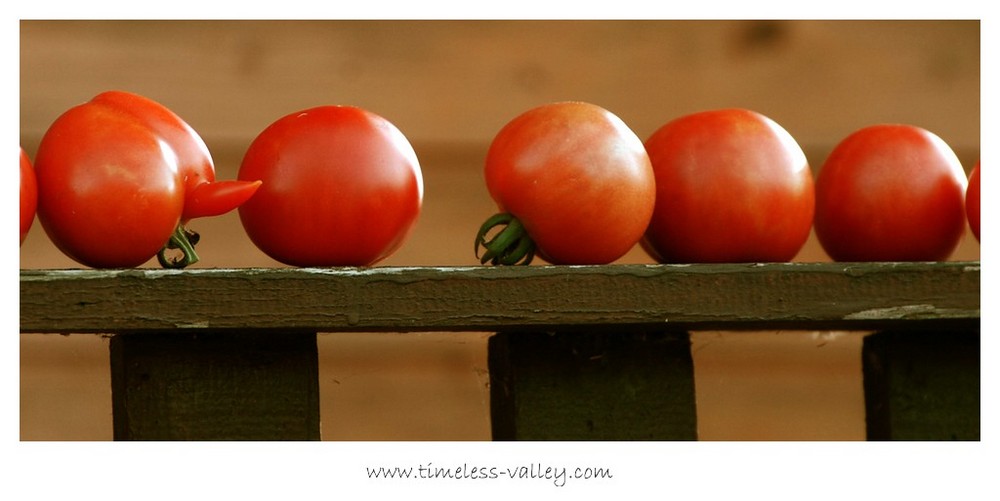 Tomaten