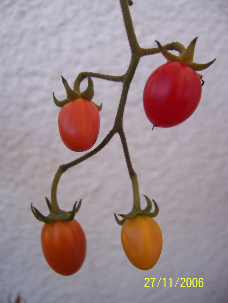 Tomaten