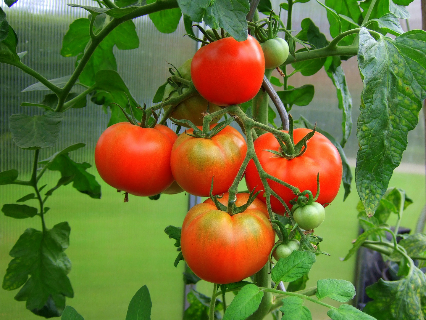 -Tomaten-