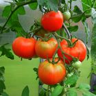 -Tomaten-