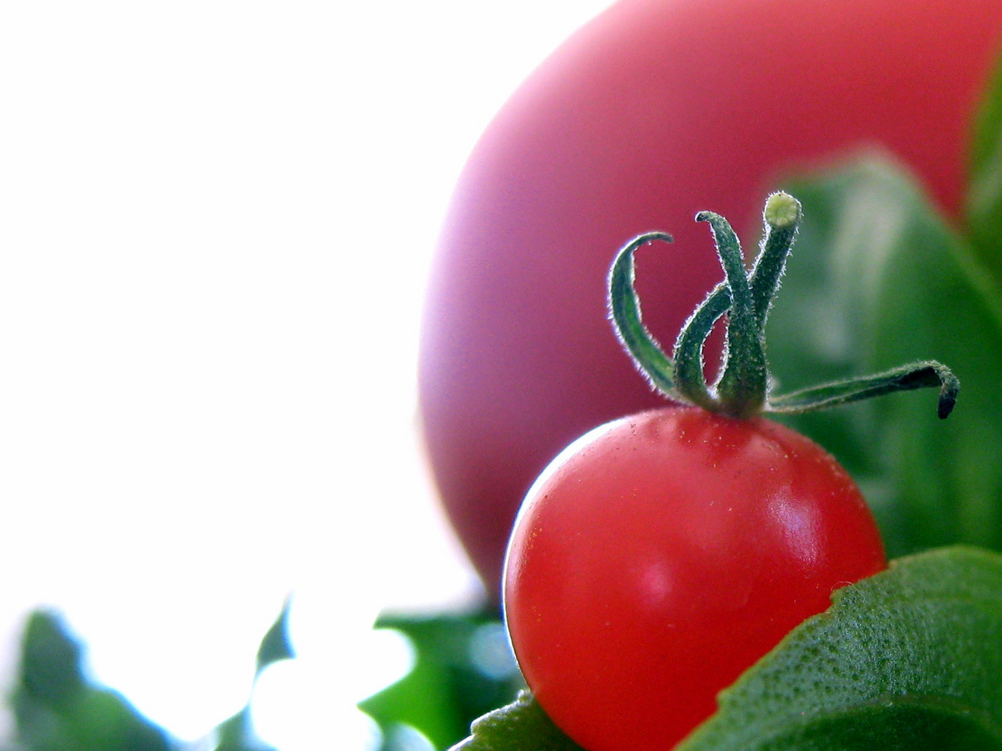 Tomaten