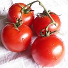 Tomaten