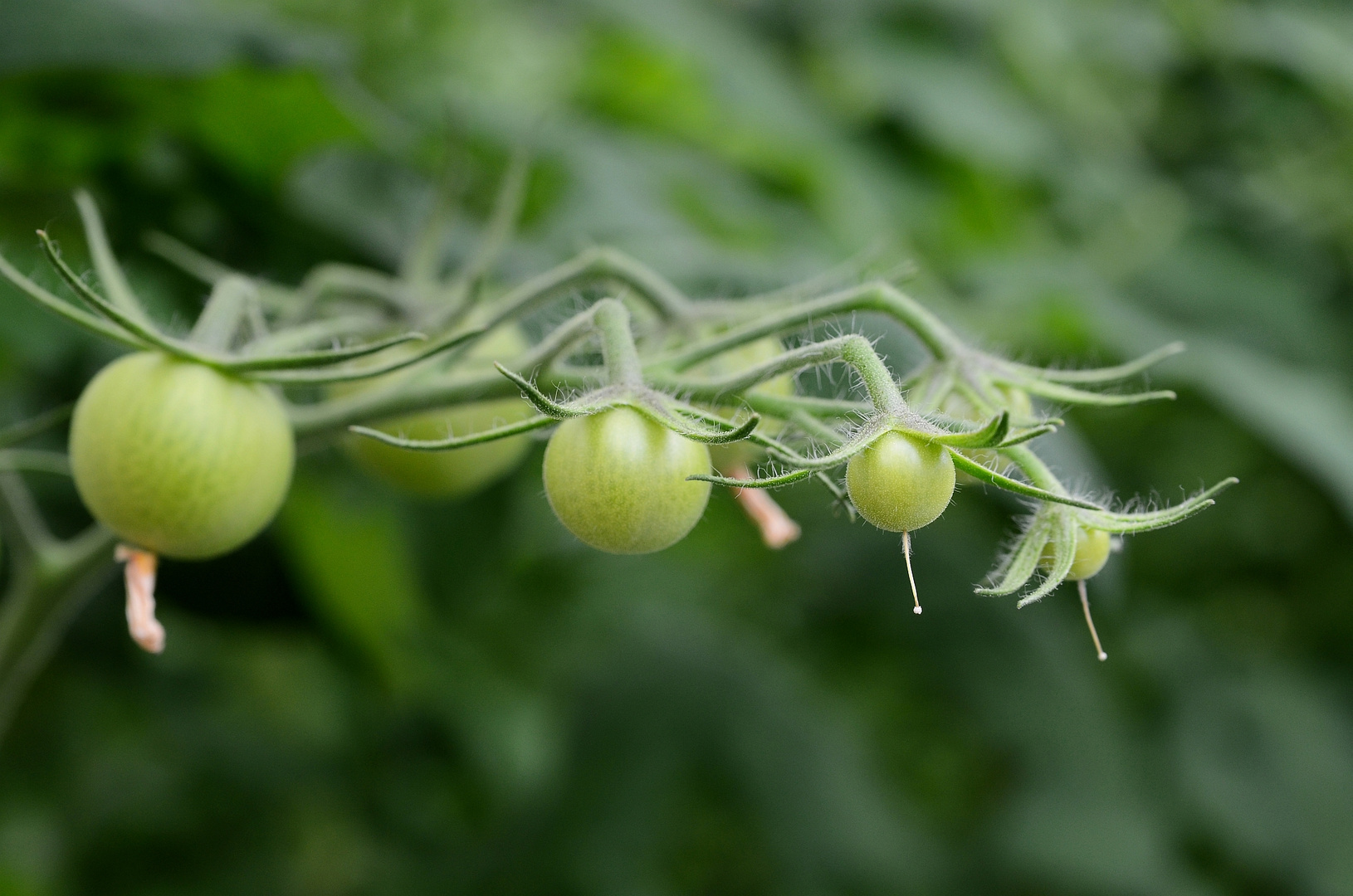 Tomaten