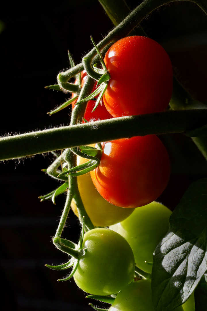 Tomaten-Ampel