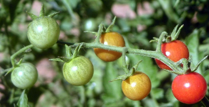 Tomaten Ampel