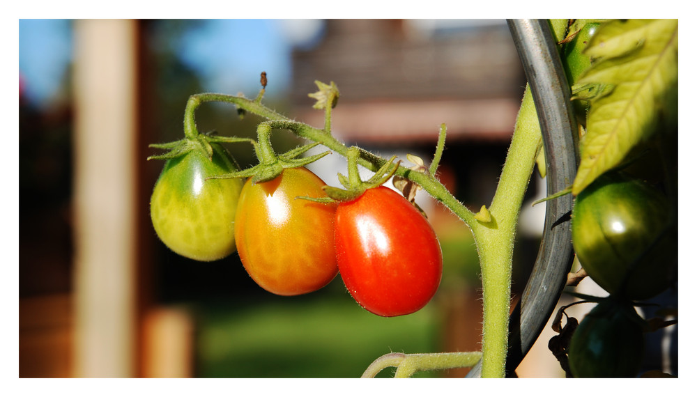 Tomaten-Ampel