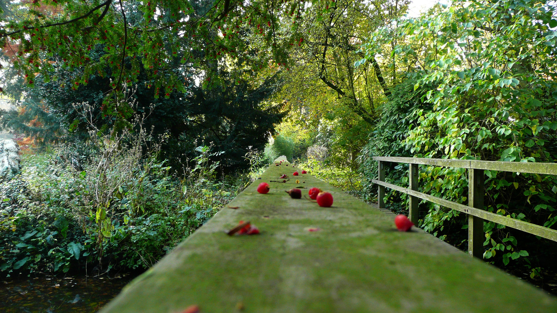 Tomaten aufm Weg