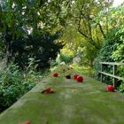 Tomaten aufm Weg