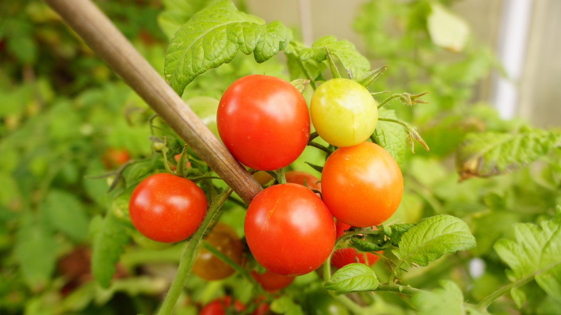 Tomaten aus dem Garten :)