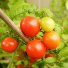 Tomaten aus dem Garten :)